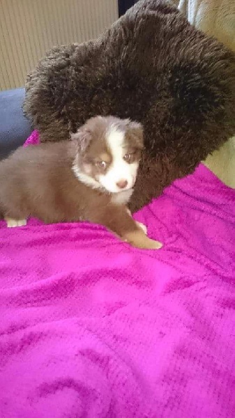 Du Domaine Vallonbreuse - Chiots disponibles - Berger Australien